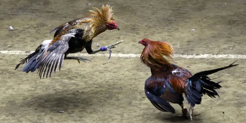 Ý nghĩa và đặc trưng của đá gà nòi thomo