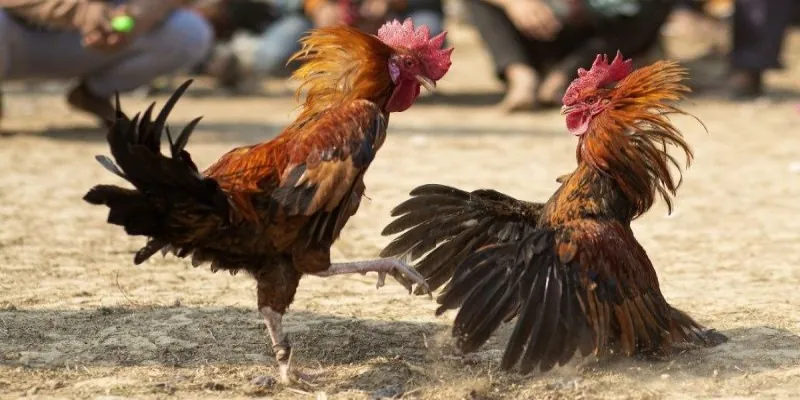 Mẹo Soi Kèo Và Cá Cược Hiệu Quả