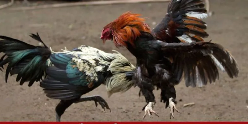Ý Nghĩa Của Đá Gà Bến Tre