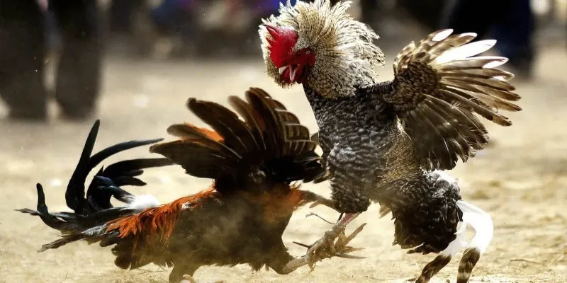 Vai Trò Của Đá Gà Bến Tre Trong Phát Triển Văn Hóa